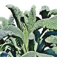 Dagsfersk Svartkål - Master
