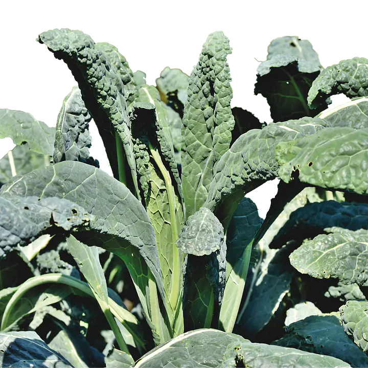 Dagsfersk Svartkål - Master