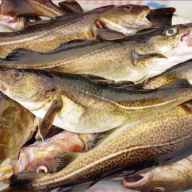 Dagens fangst: lange, sei eller brosme