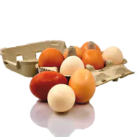 Egg fra Hagehøns - Master