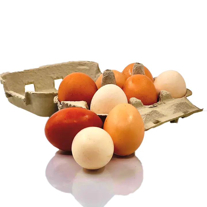 Egg fra Hagehøns - Master