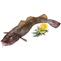 Hel fersk torsk - Master