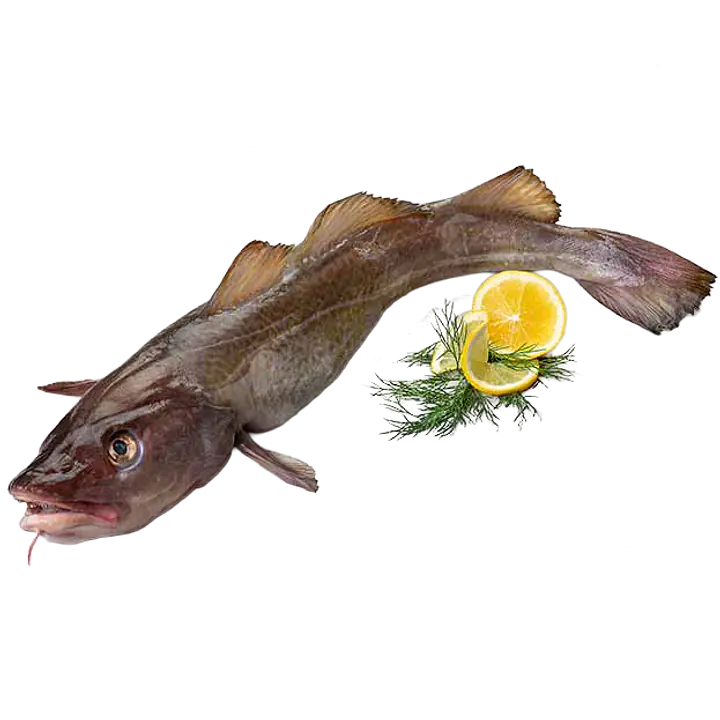 Hel fersk torsk - Master