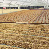 San Juan del Rio Coco - Master