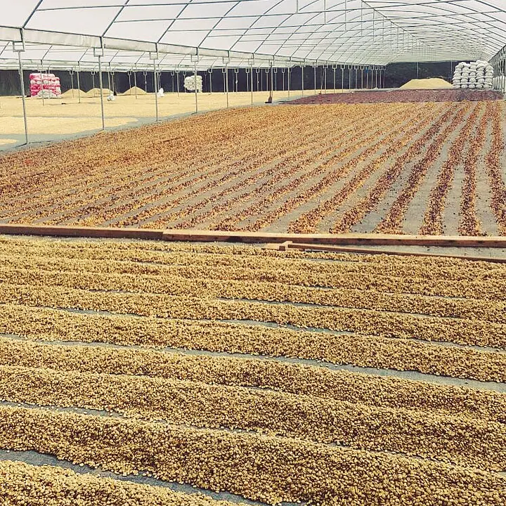 San Juan del Rio Coco - Master