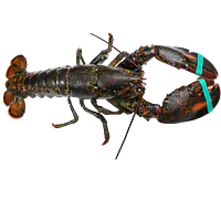 Hummer levende - Master