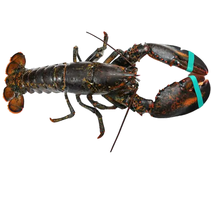 Hummer levende - Master