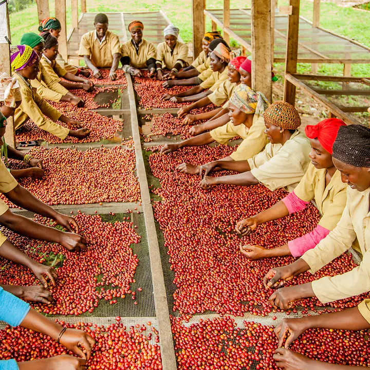 Økologisk kaffebukett - Master