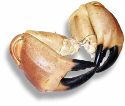 Kokte krabbeklør (fryste)